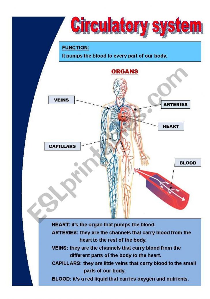 Basic Circulatory System Esl Worksheetmariola Pdd Lesson Plans Learning