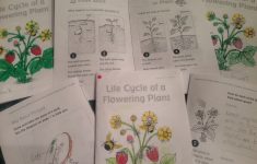 Animal Life Cycle Lesson Plans 2nd Grade