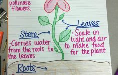 Parts Of A Plant Lesson Plan 1st Grade