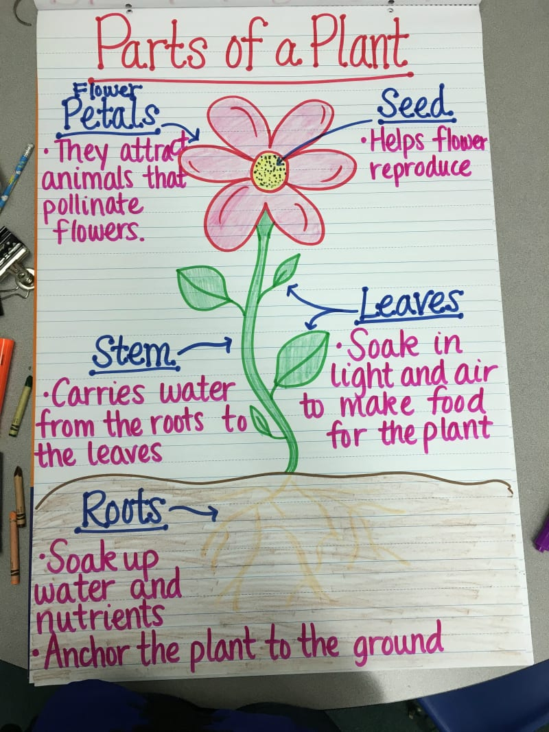 17 Creative Ways To Teach Plant Life Cycle - Weareteachers