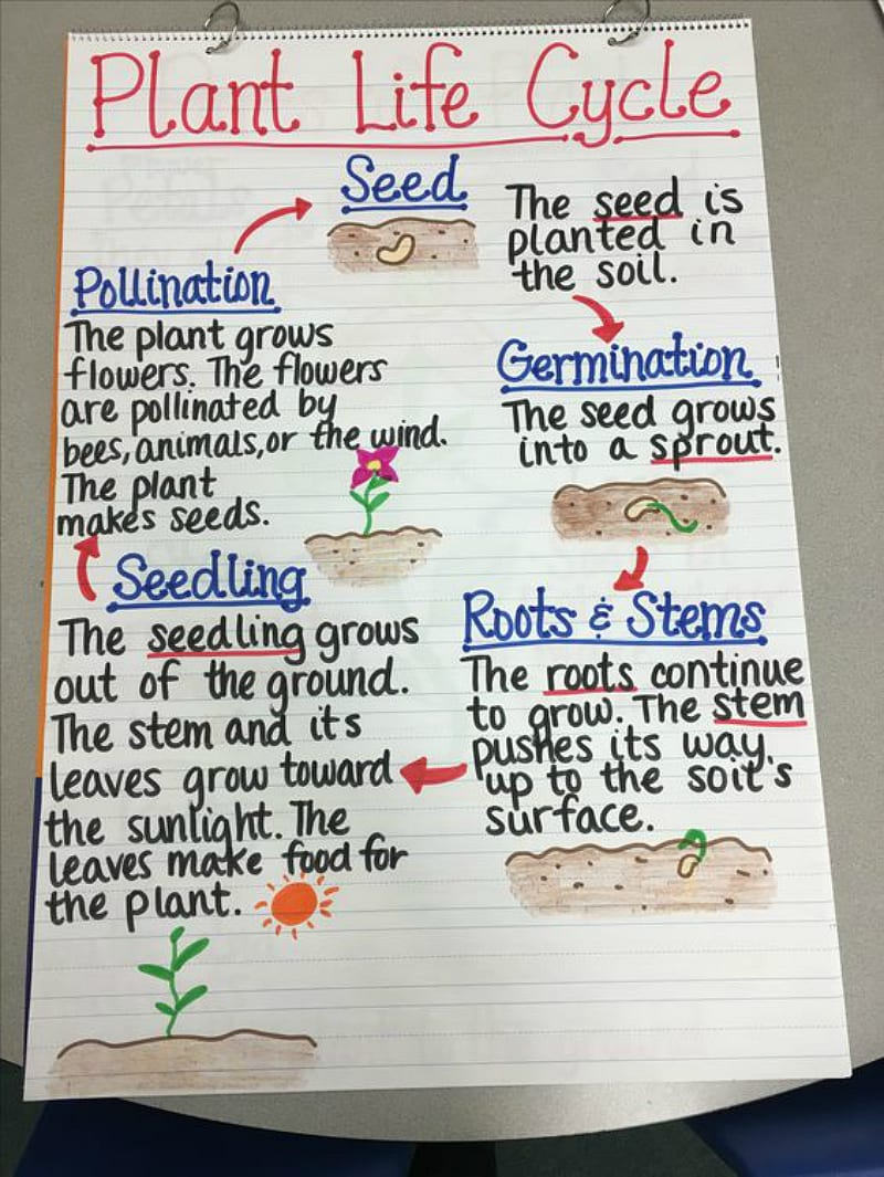 17 Creative Ways To Teach Plant Life Cycle - Weareteachers