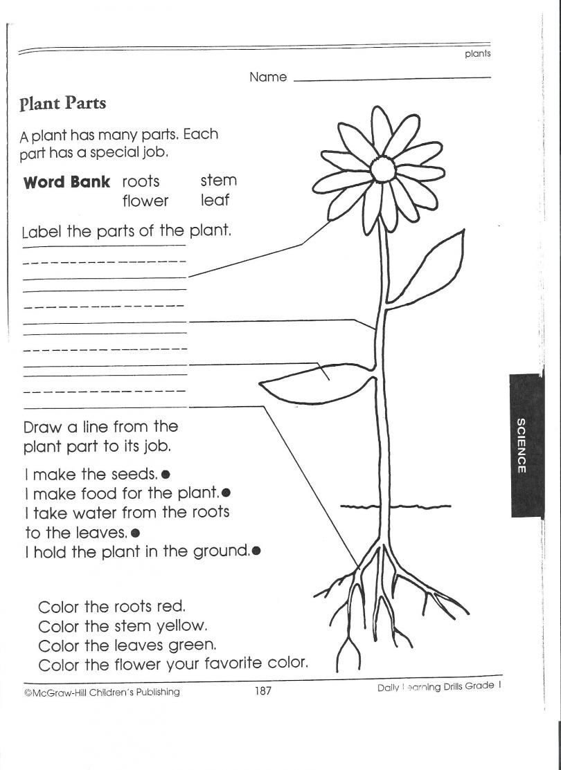 1St Grade Science Worksheets | Picking Apart Plants - People