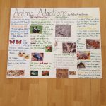 4Th Grade Animal Adaptation Poster (Misspelled Adaptation