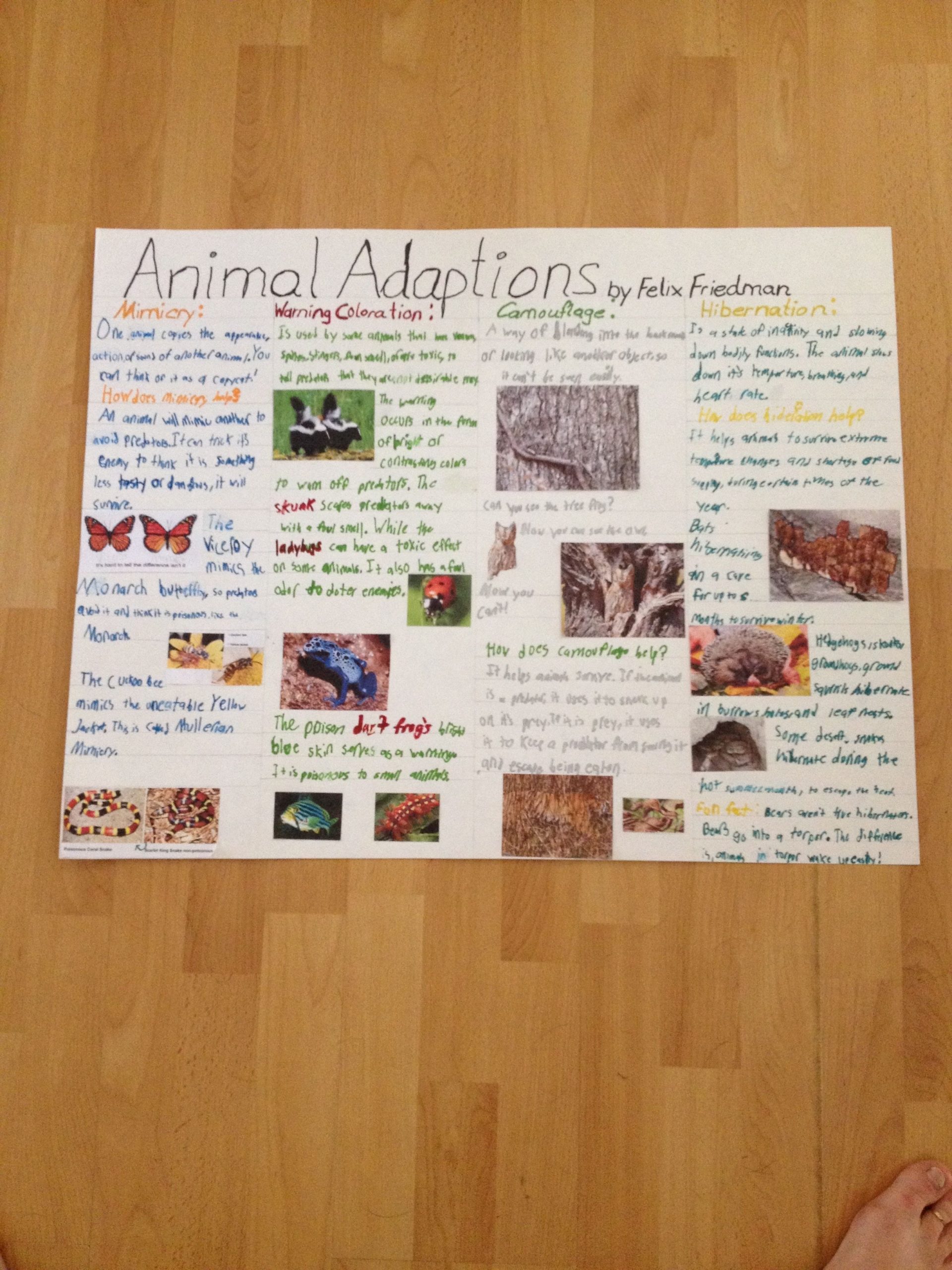 4Th Grade Animal Adaptation Poster (Misspelled Adaptation