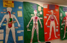Human Body Lesson Plans For 5th Grade
