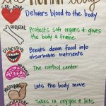 5Th Grade Science Body Systems Anchor Chart | Human Body
