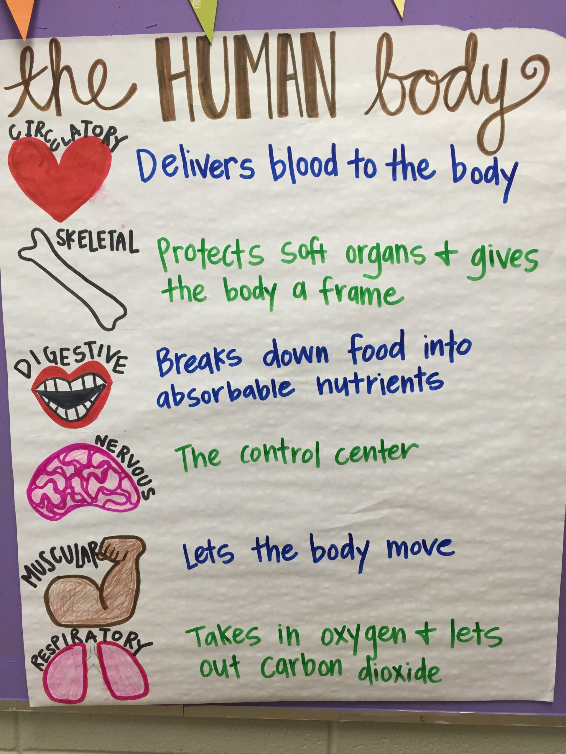 5th grade science body systems anchor chart human body scaled