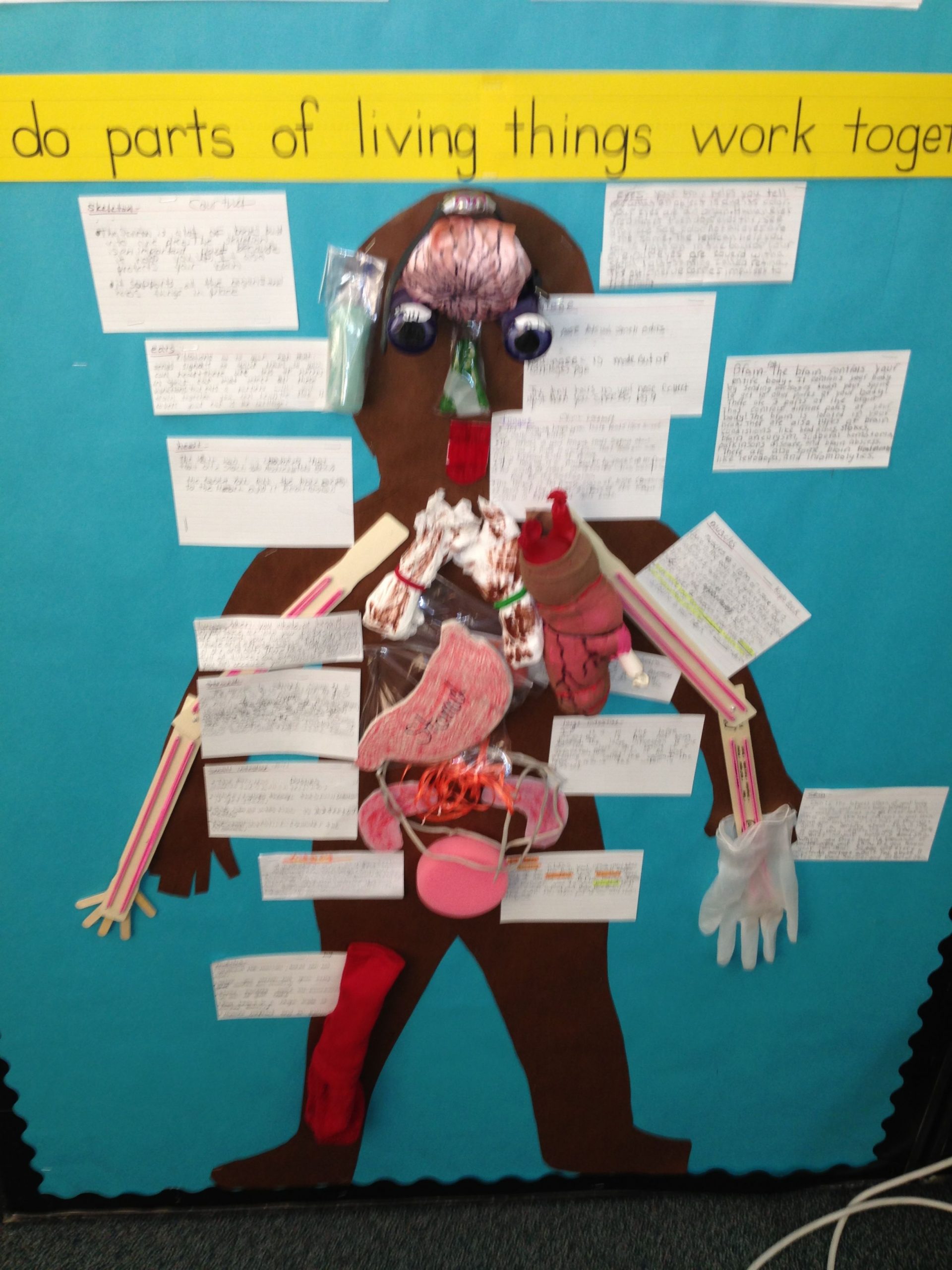 5Th Grade Students Create A Human Body Model Of Organs And
