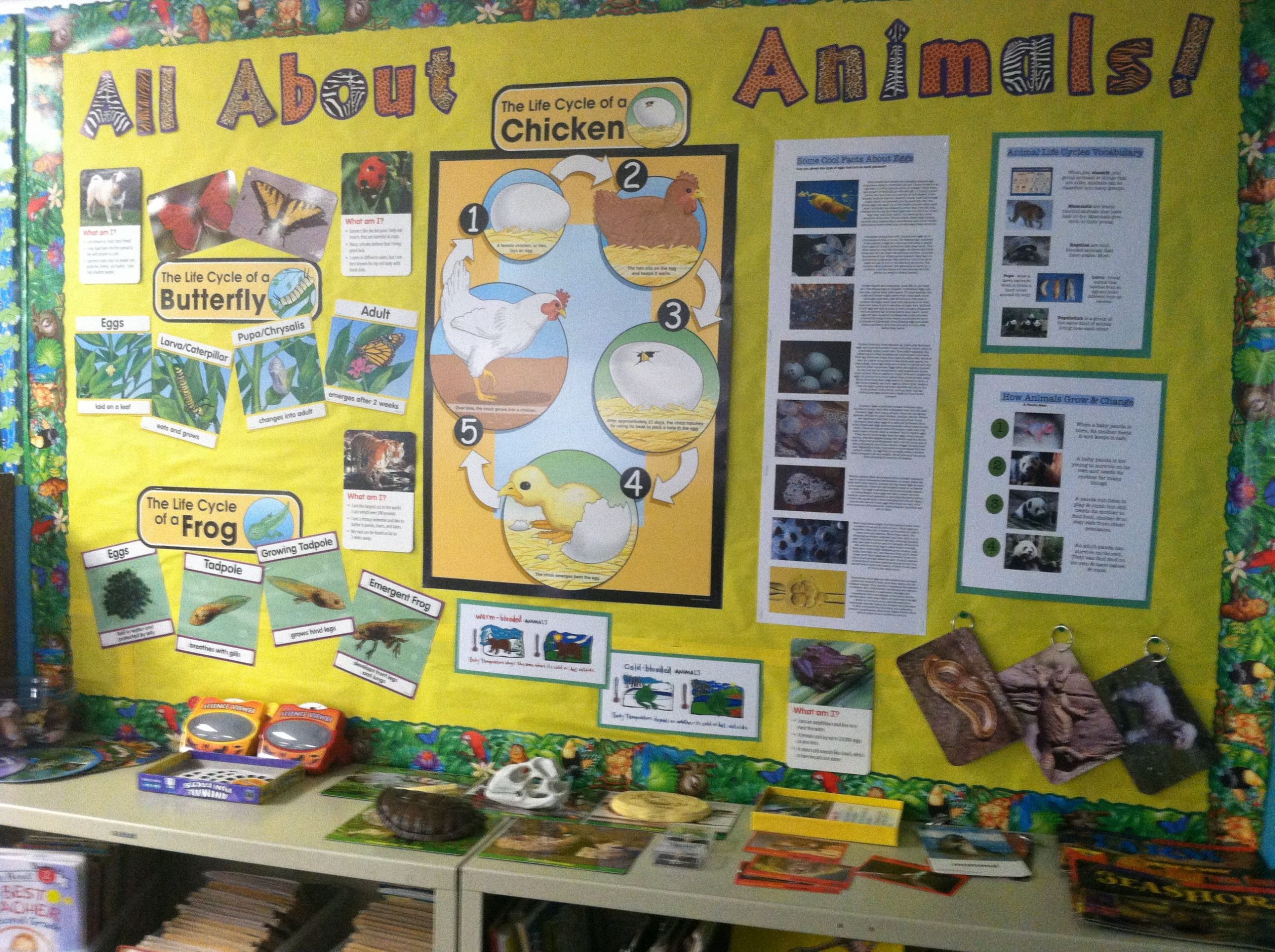 All About Animals - 2Nd Grade Science Bulletin Board