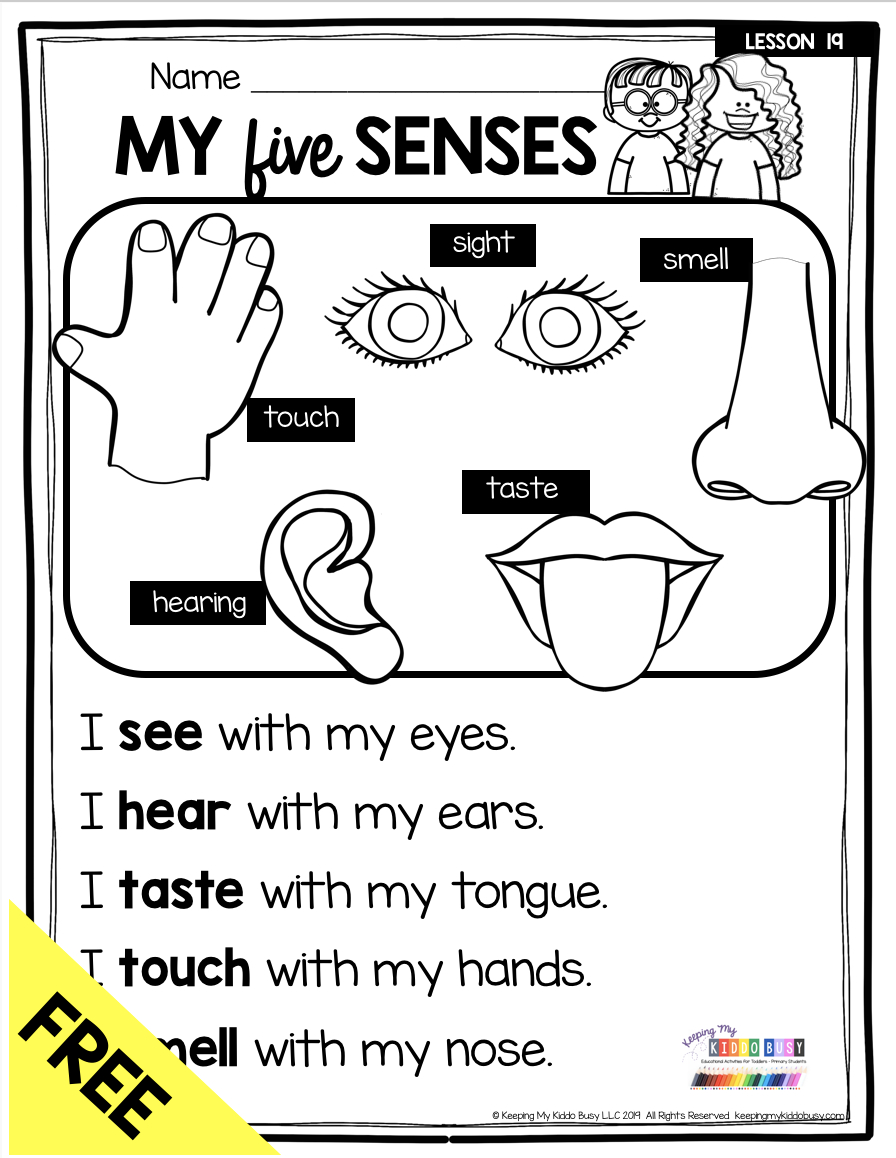 All About My Body And 5 Senses - Free Activity - Science