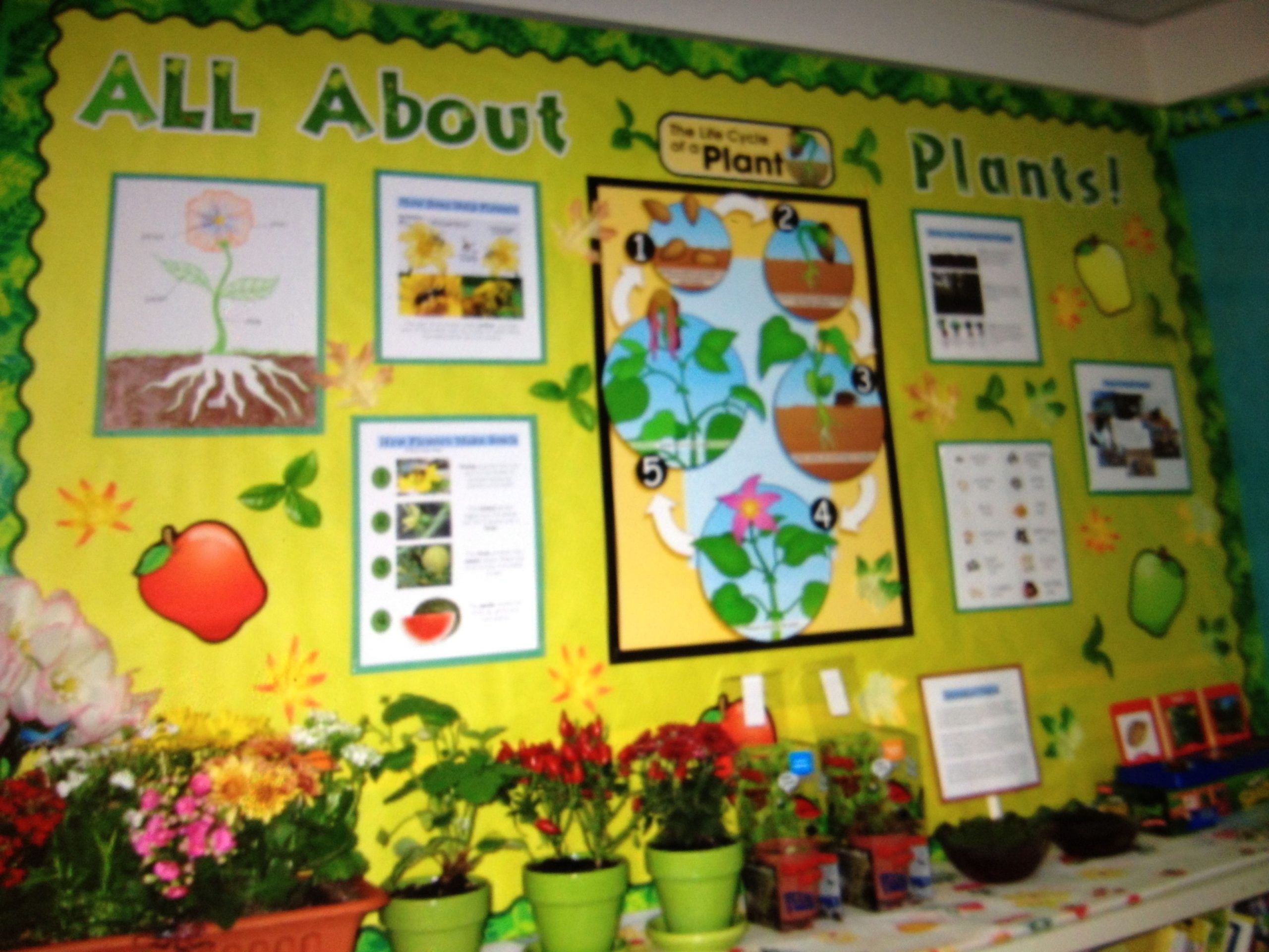All About Plants - 2Nd Grade Science Bulletin Board | Plant