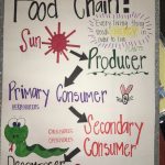 Anchor Chart For Food Chain 3Rd Grade | Food Chain