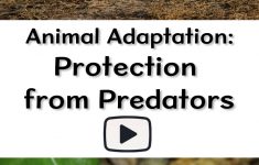 Animal Adaptations Lesson Plans 4th Grade