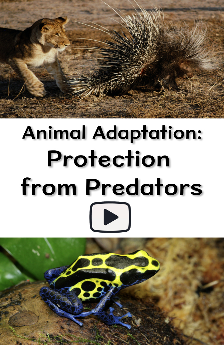 Animal Adaptation: Protection From Predators | Animal