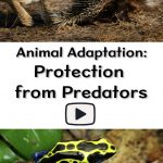 Animal Adaptation: Protection From Predators | Animal