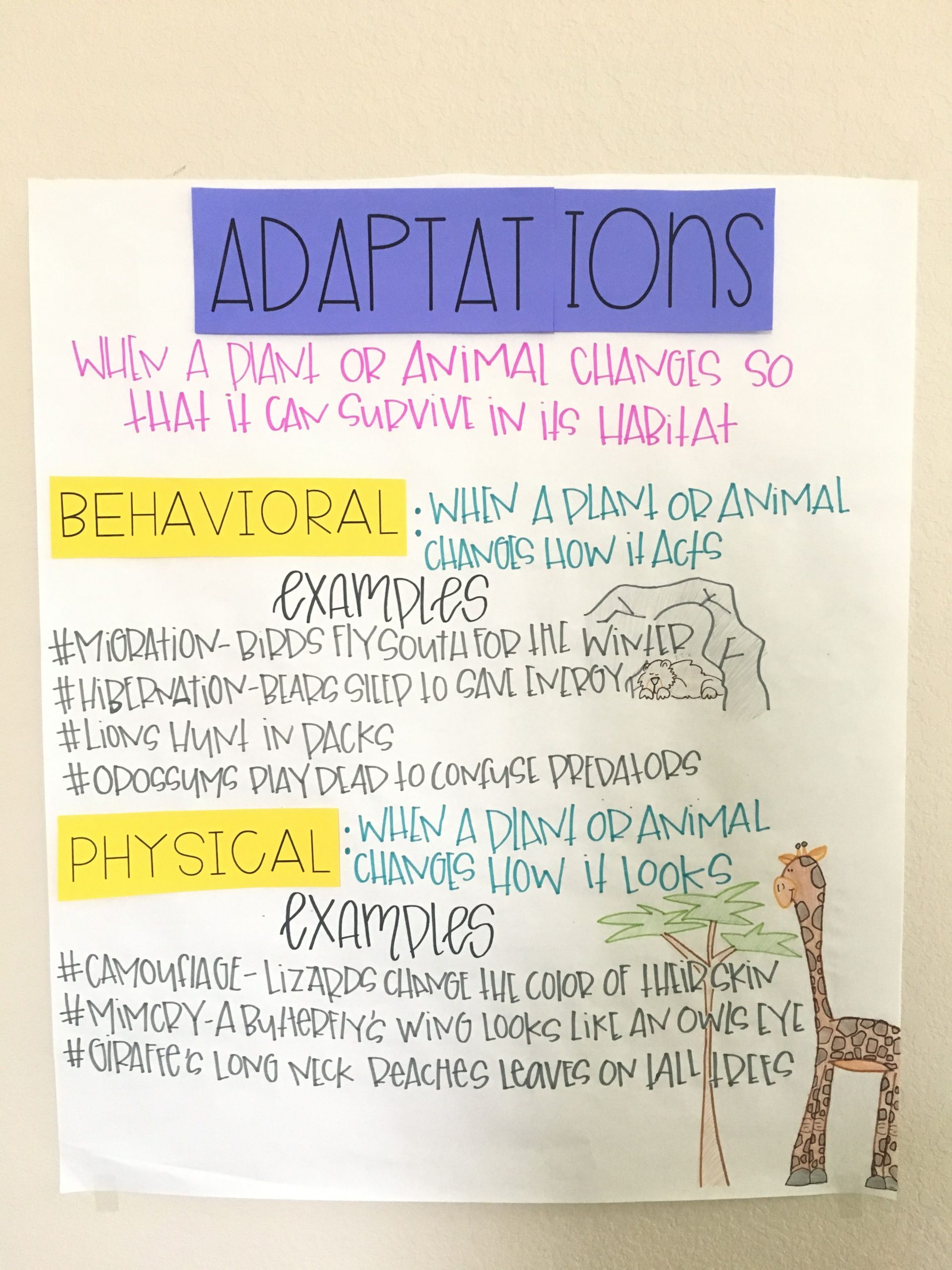 Animal Adaptations Activity And Interactive Notebook