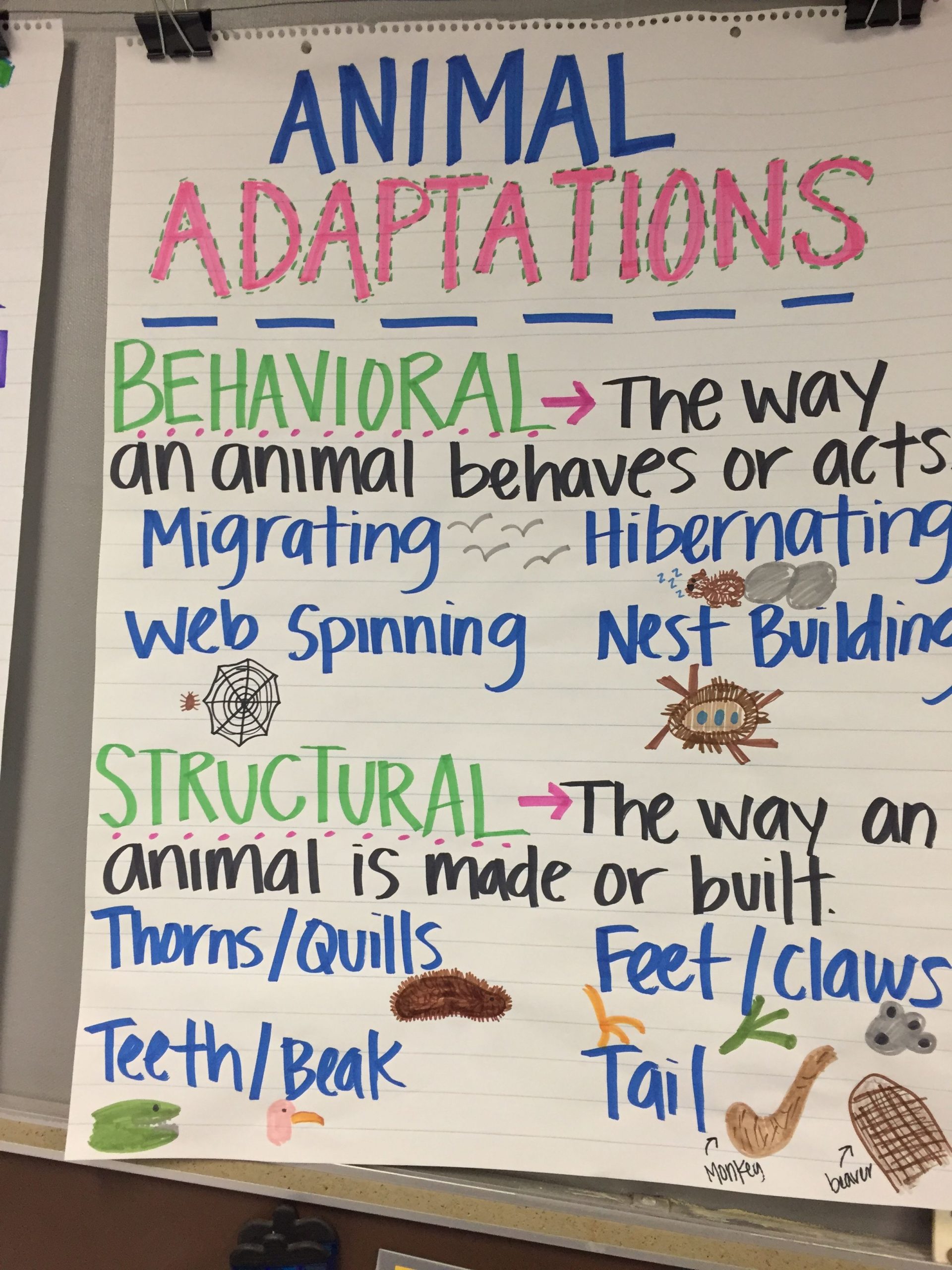 Animal Adaptations Anchor Chart | Science Anchor Charts