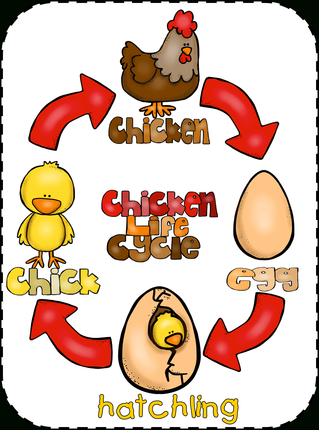 Animal Feet And Chicken Life Cycle | Chicken Life Cycle