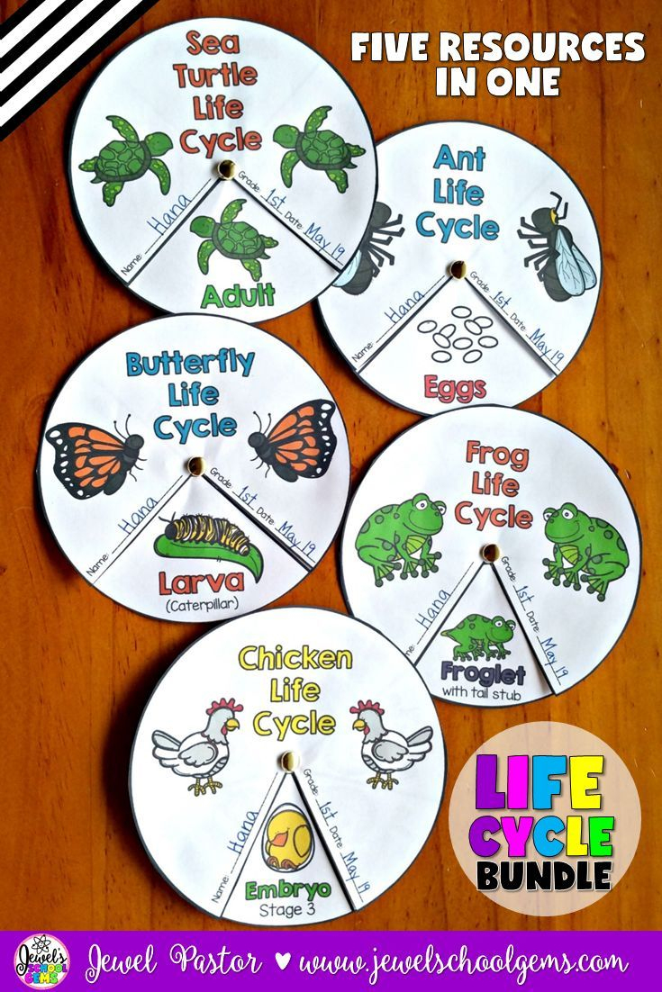 Animal Life Cycle Activities Bundle (Animal Life Cycle