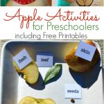 Apple Activities For Preschoolers   Apple Science Free