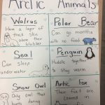 Arctic Animal Anchor Chart. School Kindergarten Elementary