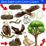 Bald Eagle Life Cycle Clipart Set | Life Cycles, Bald Eagle