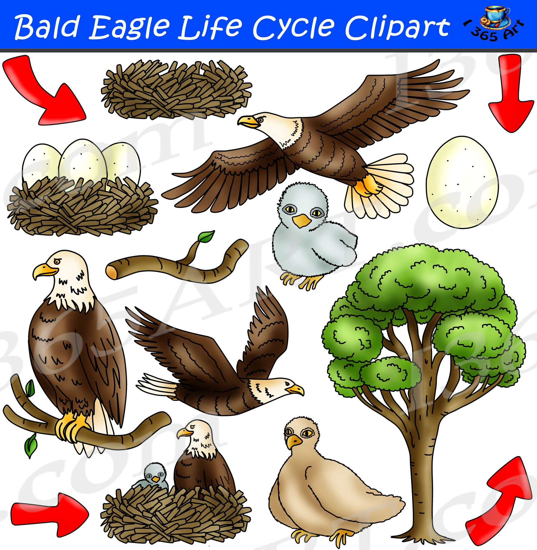 Bald Eagle Life Cycle Clipart Set | Life Cycles, Bald Eagle