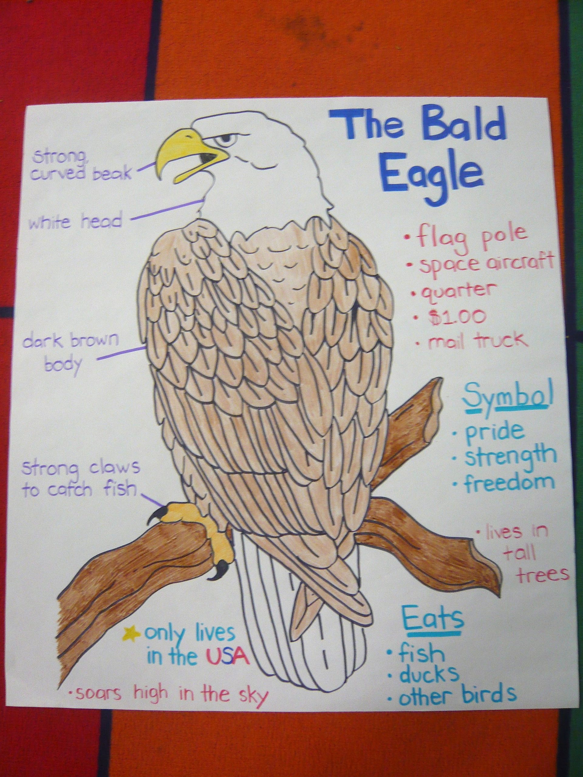 Bald Eagle Poster I Made For American Symbols Unit. (I