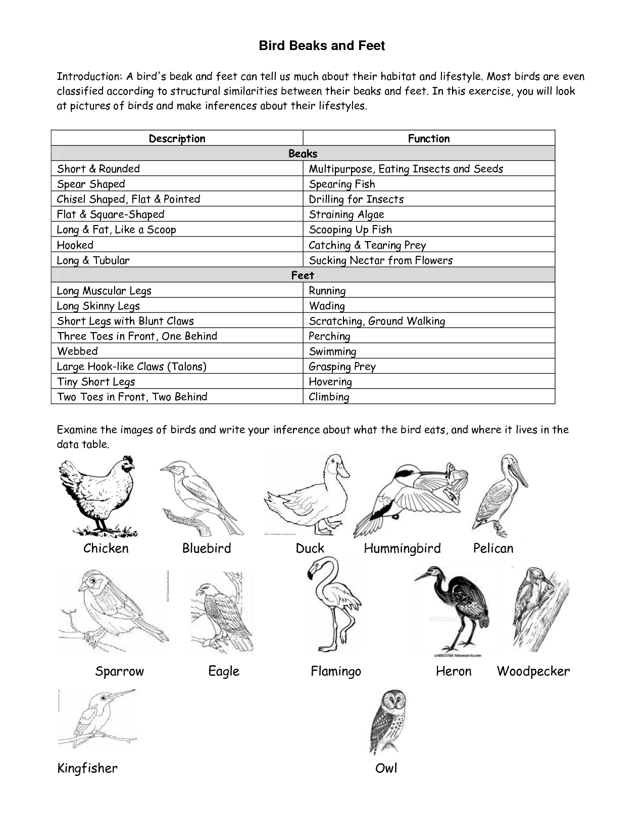 Bird Beaks And Feet Lesson | Learn Biology, Teaching Science