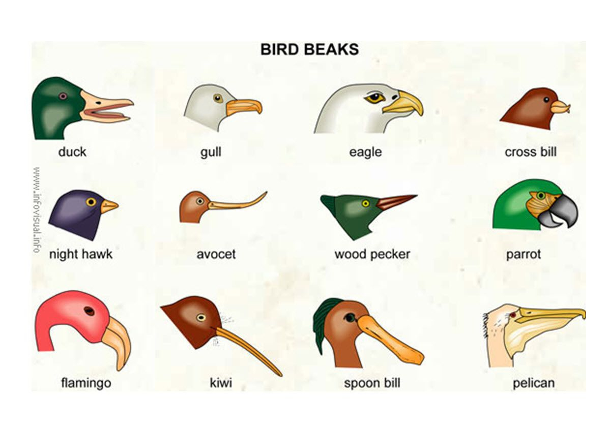 Bird Beaks Investigate How Different Types Of Beaks Are