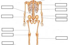 Skeletal System Lesson Plans For 5th Grade