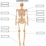 Bones (Skeleton) Basic   Interactive Worksheet