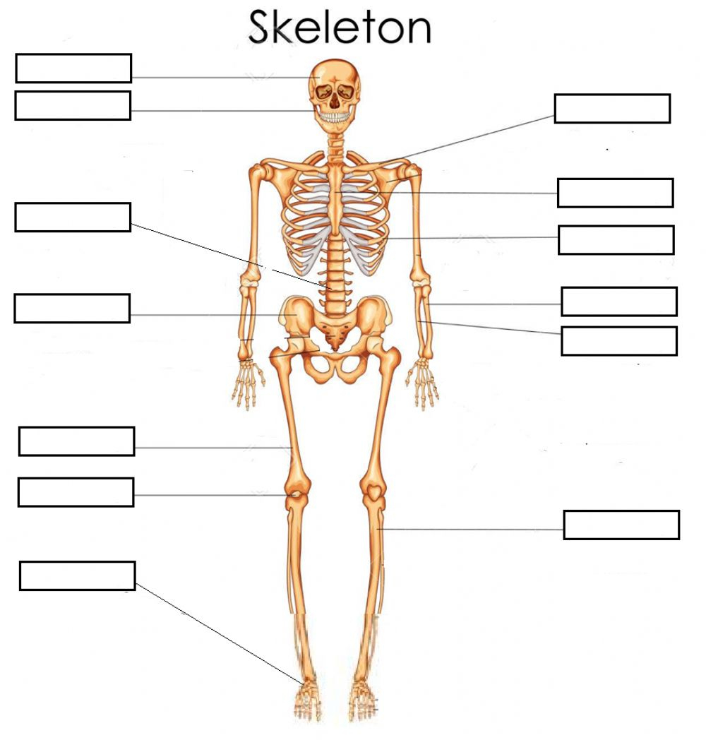 Bones (Skeleton) Basic - Interactive Worksheet