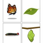 Butterfly Life Cycle Images | Brainpop Educators
