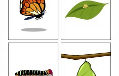Life Cycle Of A Butterfly Lesson Plan