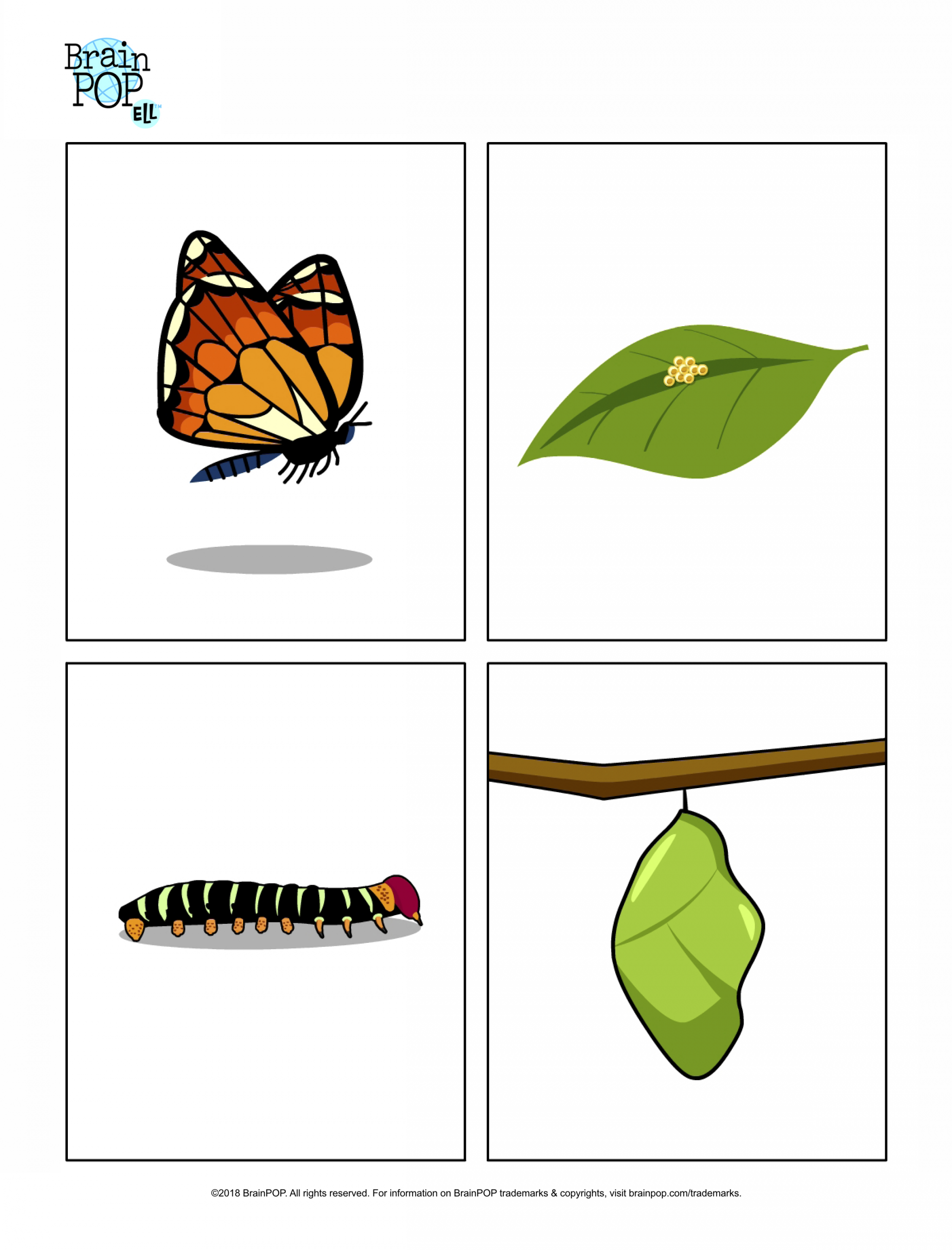 Butterfly Life Cycle Images | Brainpop Educators