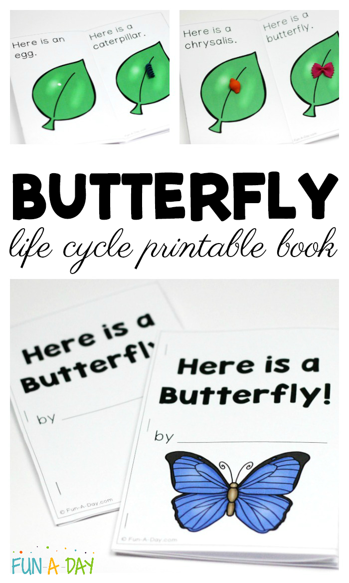 Butterfly Life Cycle Printable Book For Preschool And