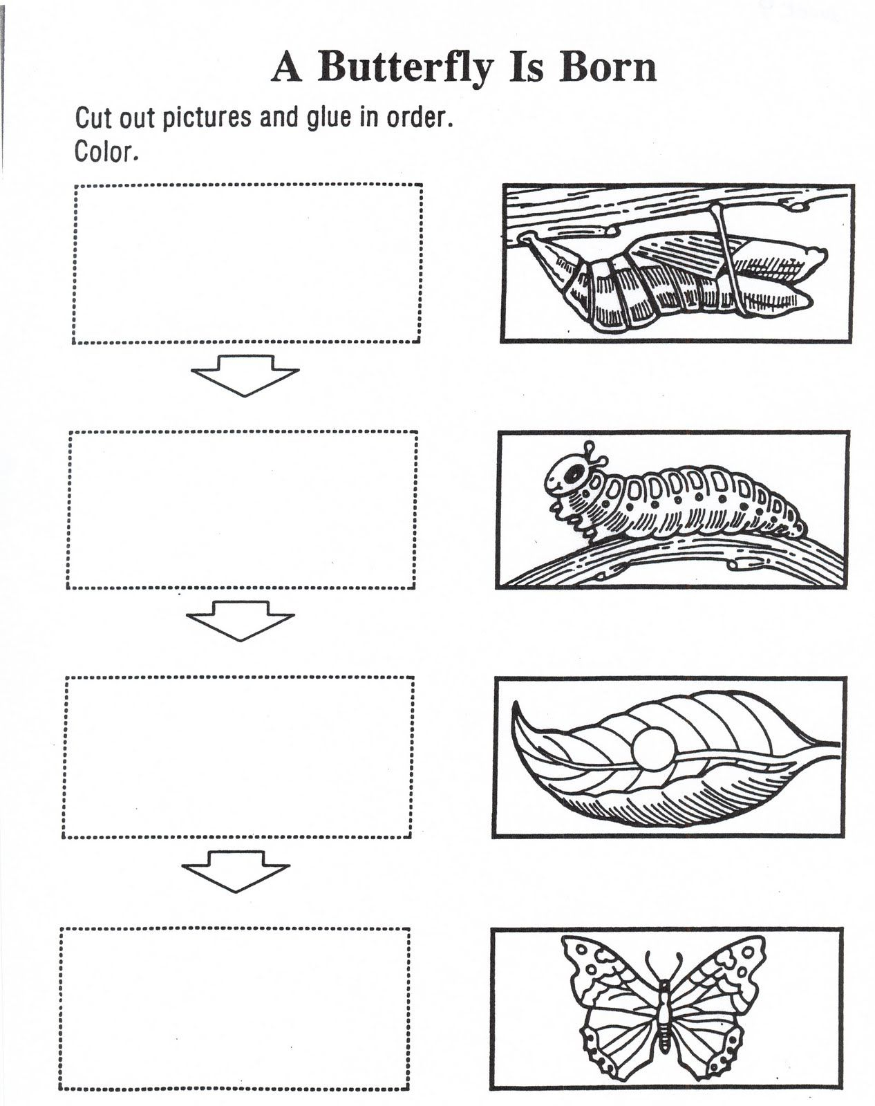 Butterfly&amp;#039;s Life Cycle Activity | Butterfly Life Cycle