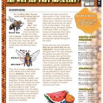 Buzz On Bees Lesson Plan | Lesson Plans, Summer Lesson Plans