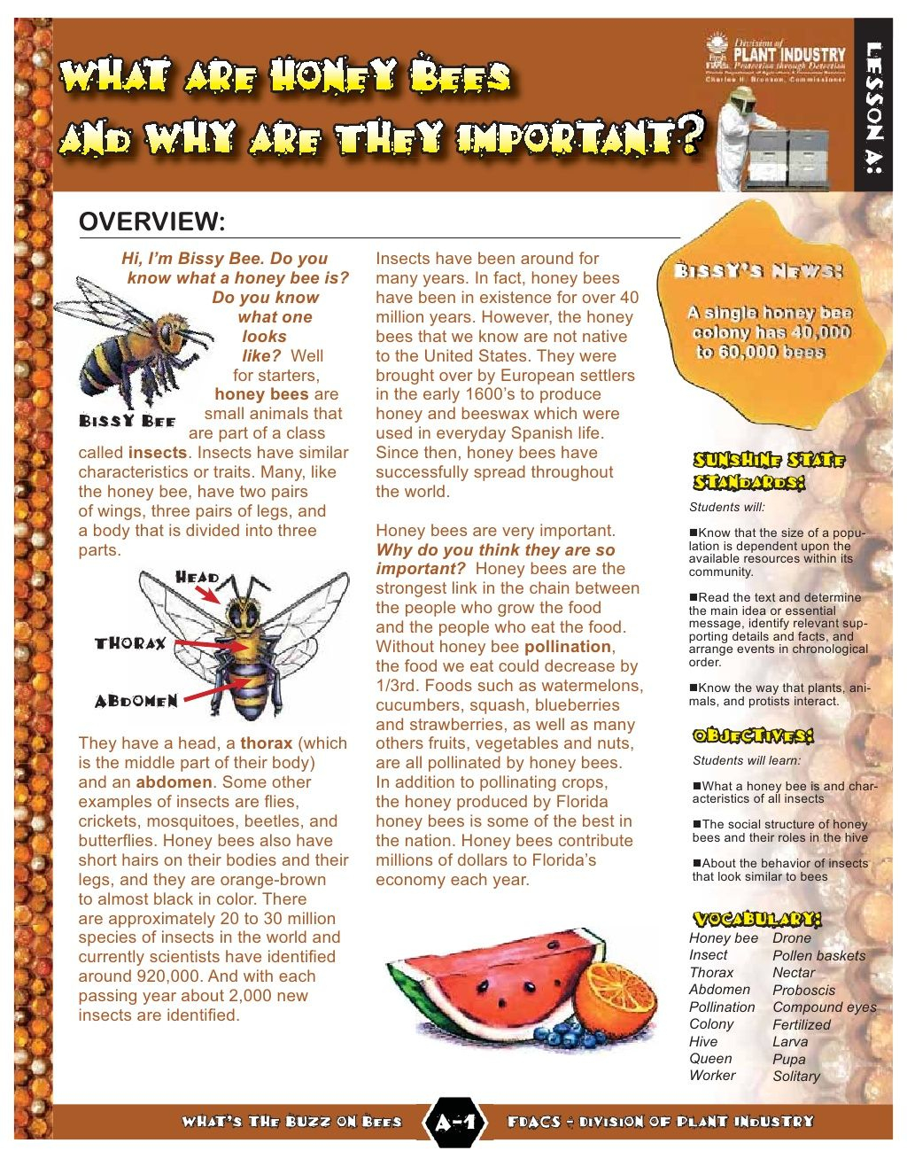 Buzz On Bees Lesson Plan | Lesson Plans, Summer Lesson Plans