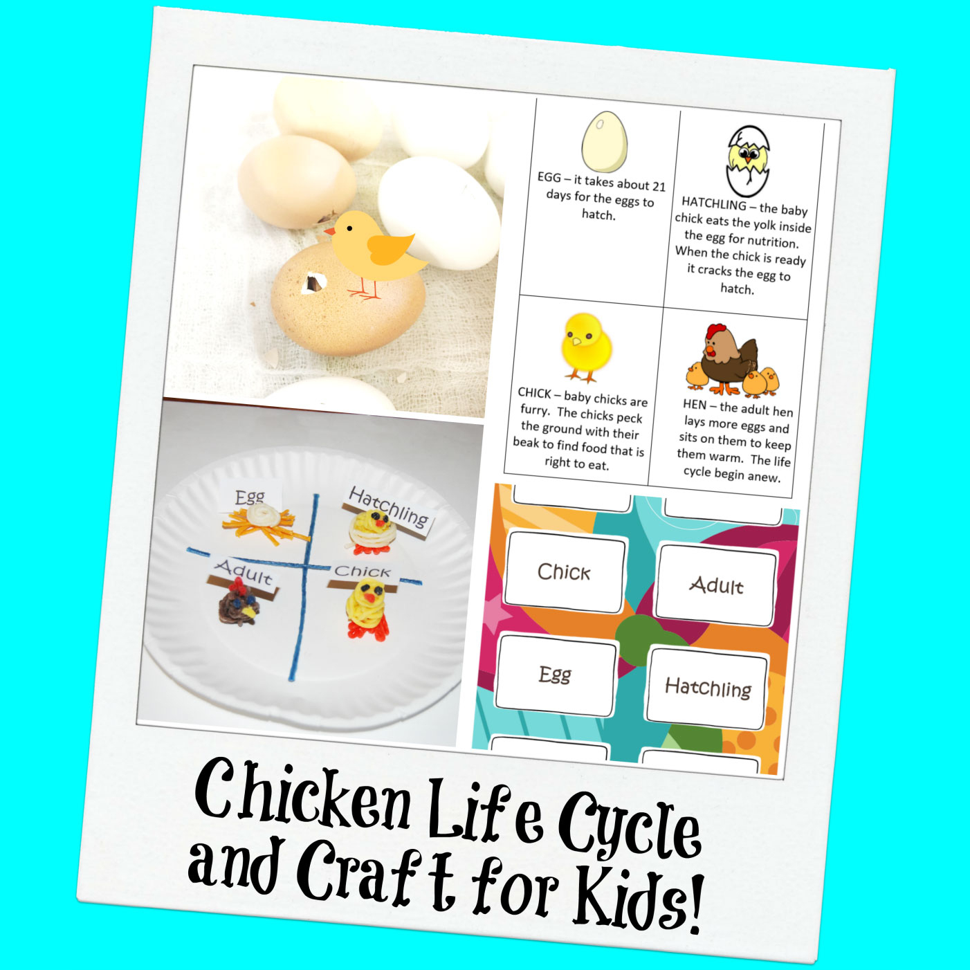 Chicken Life Cycle And A Paper Plate Craft For Kids! | Wikki