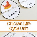 Chicken Life Cycle   Unit For Preschool, Kindergarten, Or