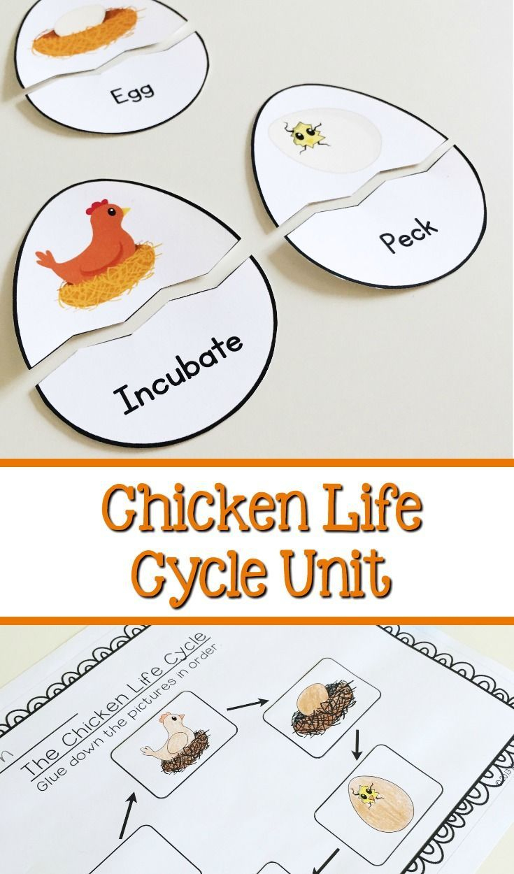 Chicken Life Cycle - Unit For Preschool, Kindergarten, Or