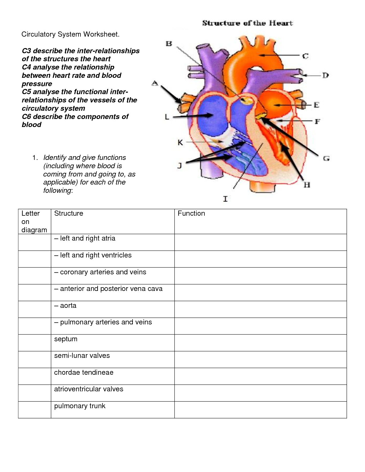 Circulatory System Diagram For Kids | Humananatomybody