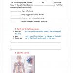 Circulatory System   English Esl Worksheets For Distance