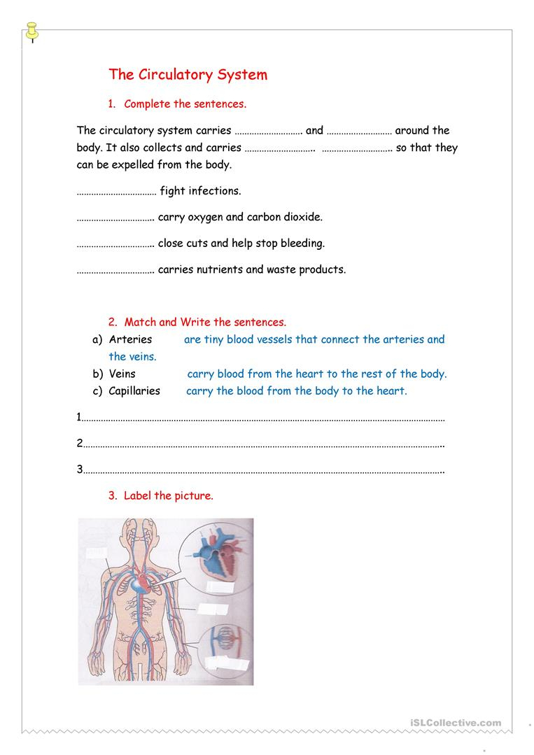 Circulatory System - English Esl Worksheets For Distance