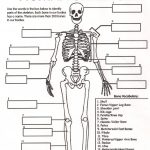 Collection Of Human Skeletal System Worksheets   Bloggakuten