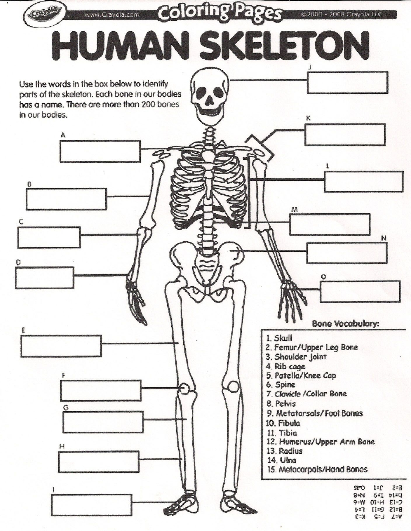 Collection Of Human Skeletal System Worksheets - Bloggakuten
