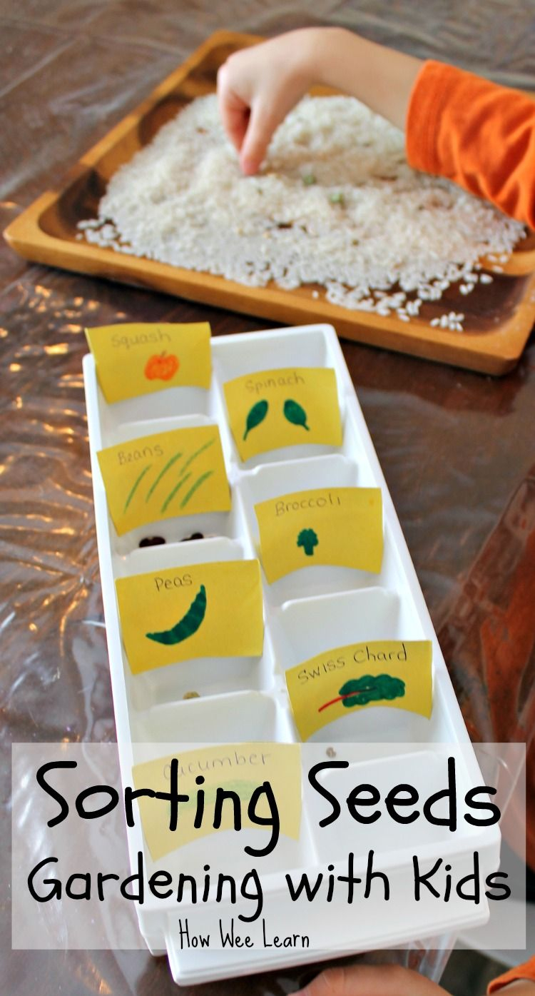 Comparing And Sorting Seeds - Let The Gardening Begin | Seed