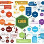 Corn In The Classroom   Missouri Corn Growers Association